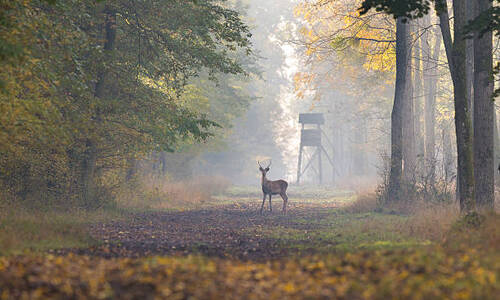 Battues de chasse de DECEMBRE